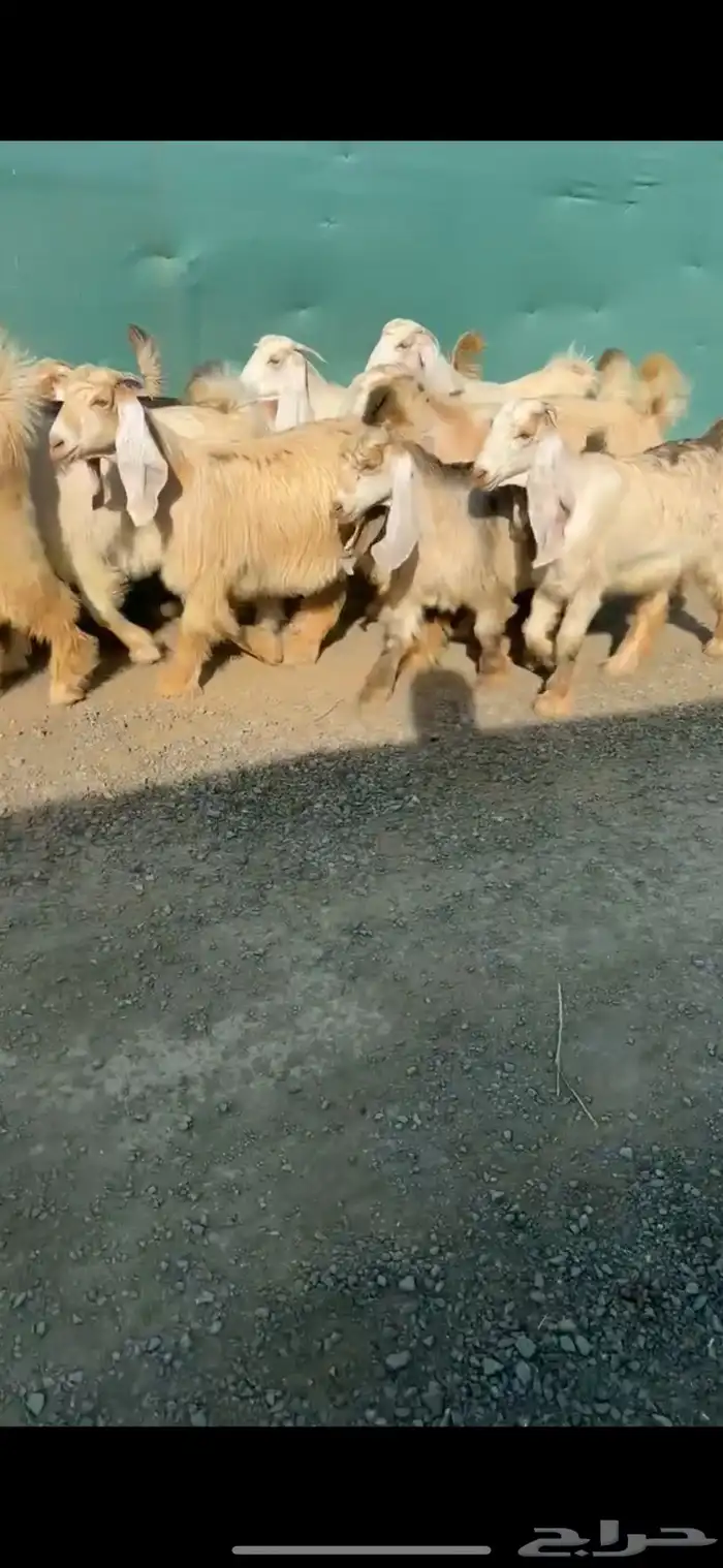 جفرات عوارض كريميات نوادر خصم الخصم تممم البيع 6
