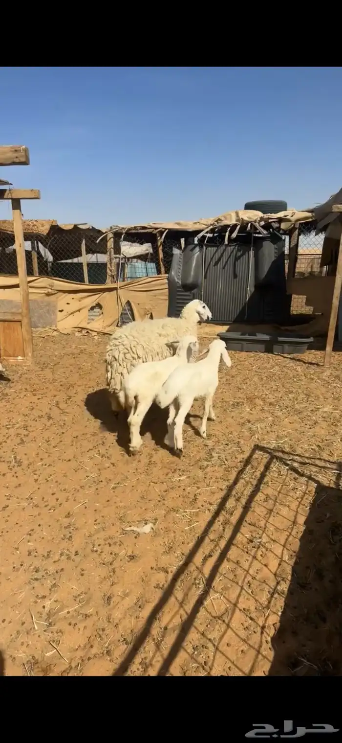 للبيع شاه جرم ناهي 0