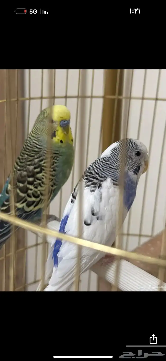 طيور بادجي مع القفص 3
