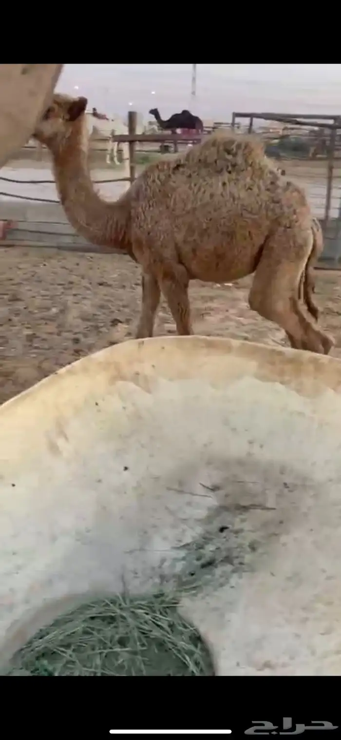 بكره تربيه تم البيع 0