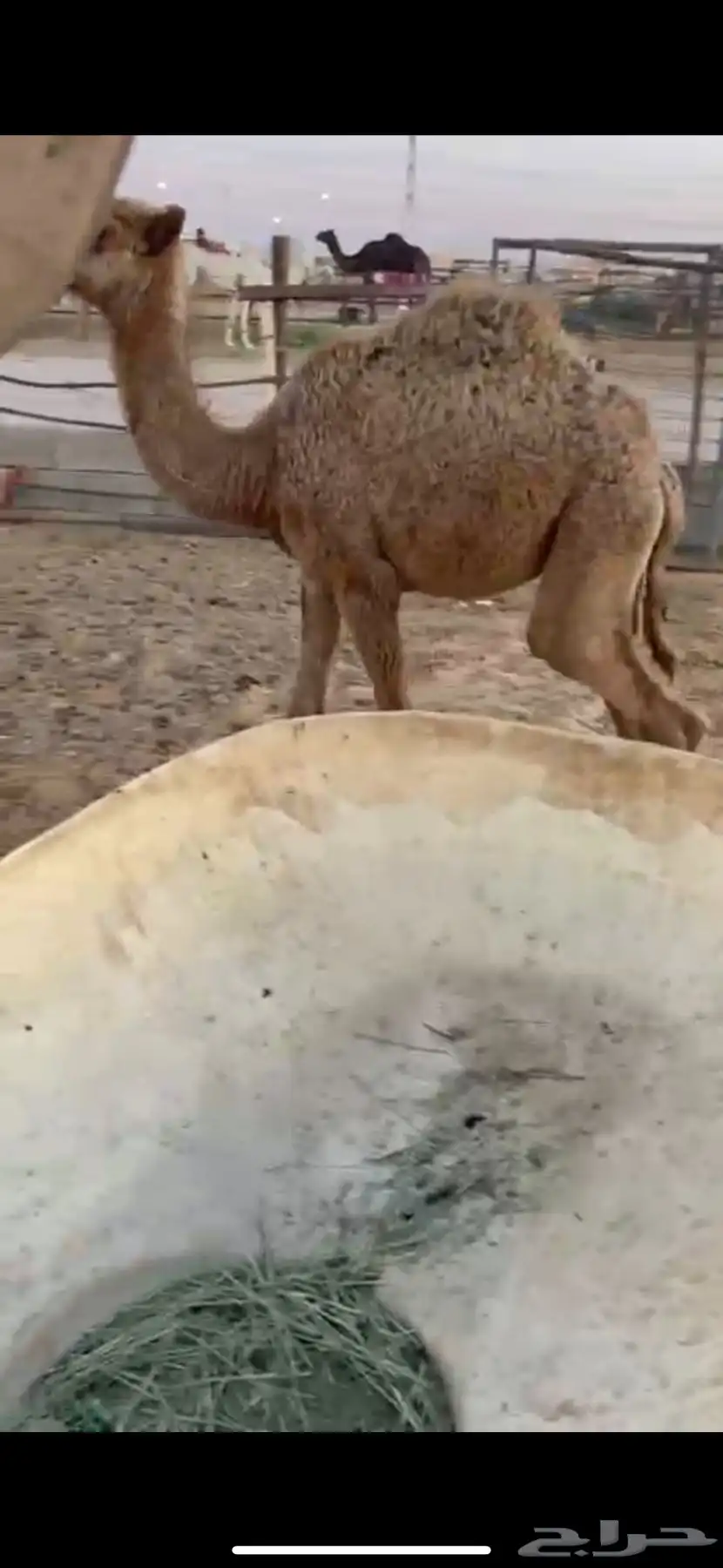 بكره تربيه تم البيع 0