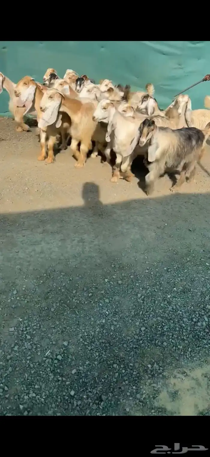 جفرات عوارض كريميات نوادر خصم الخصم تممم البيع 1