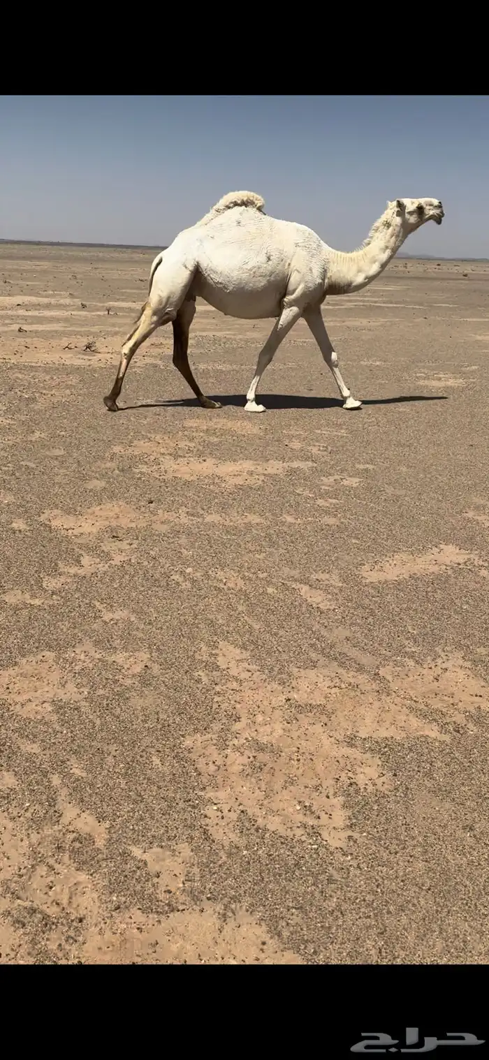 للبيع لقحه رمانيه ثنيه 0