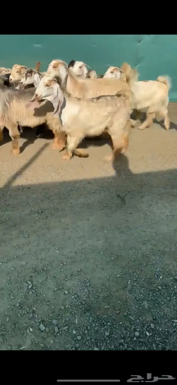 جفرات عوارض كريميات نوادر خصم الخصم تممم البيع 2