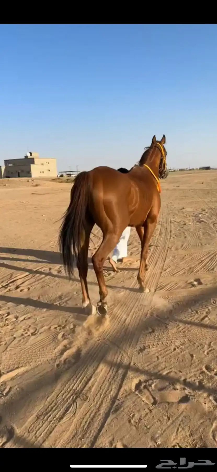 حصان 2