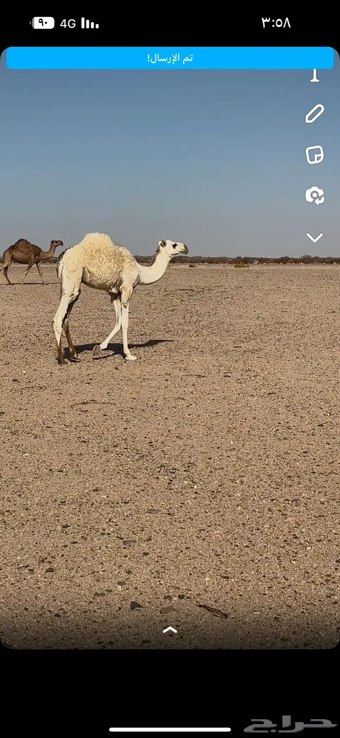 الحاشي البيه هذ رقم رعيه 0