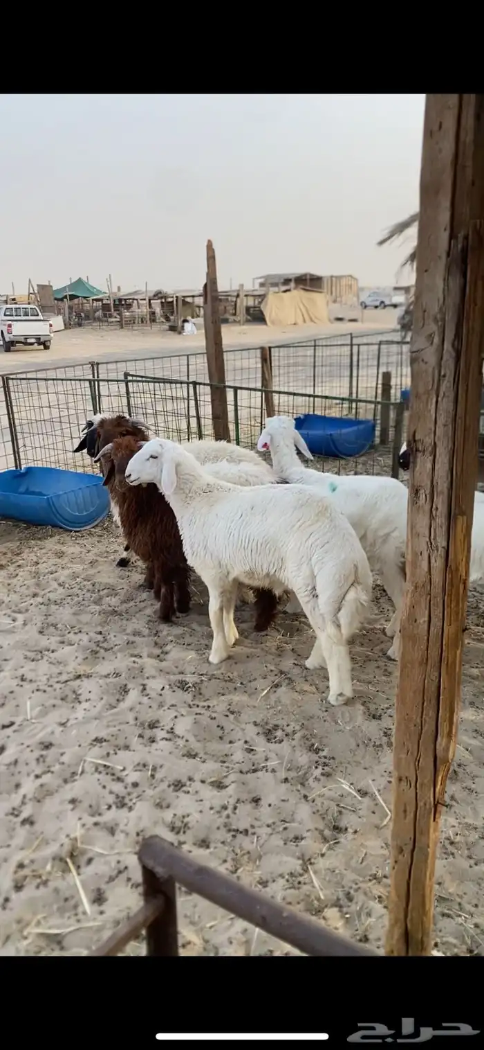 طليان ورخال حريات وسط وهرفي ثلاجه ومفطح 2