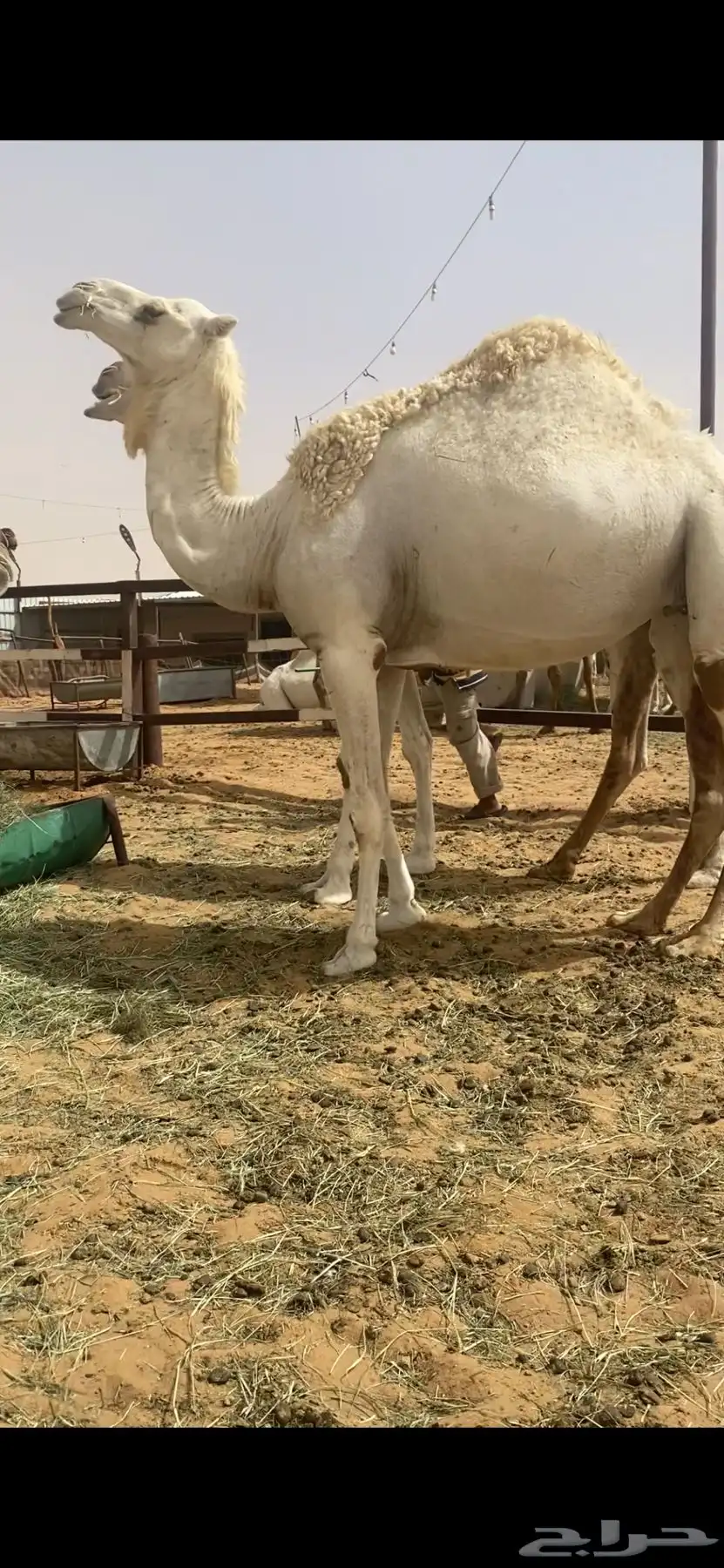 لقحه بكر وعلى فحل طيب 3