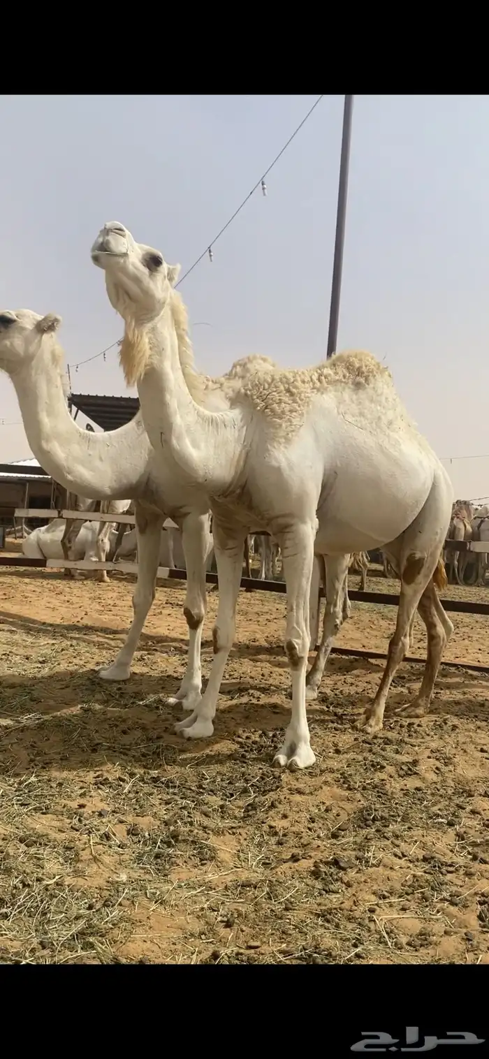 لقحه بكر وعلى فحل طيب 2