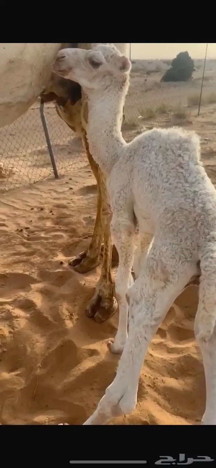 خلفه طيبه لهاتقريبآأسبوعين هديه معها قعود 1