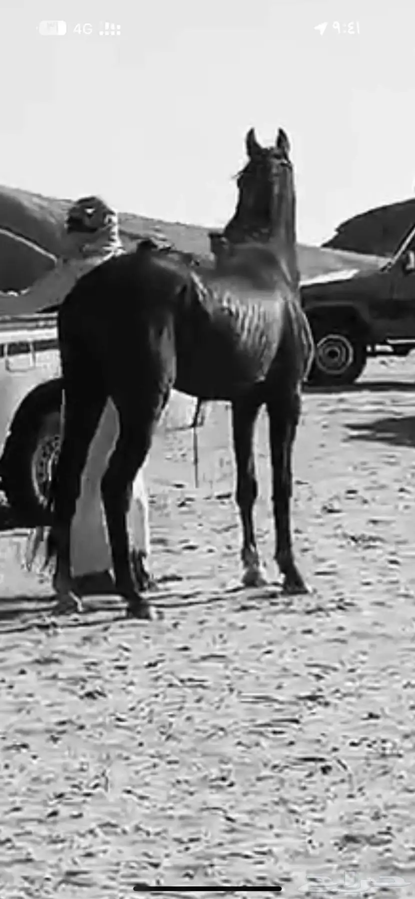 حصان شعبي كفو 1