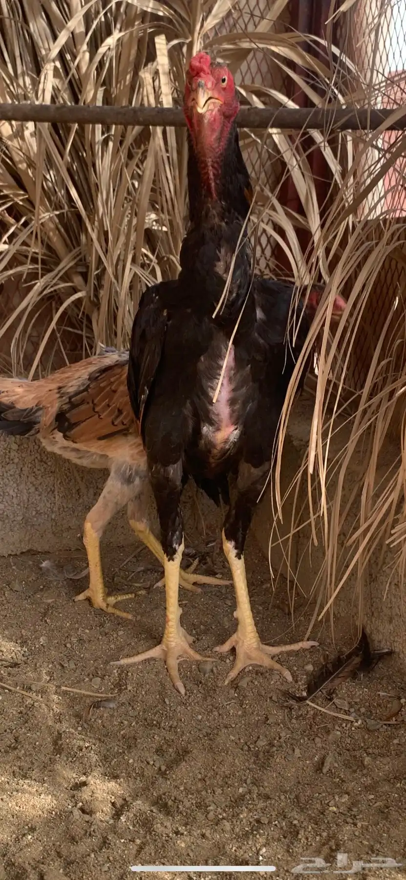 دجاج شامو 2