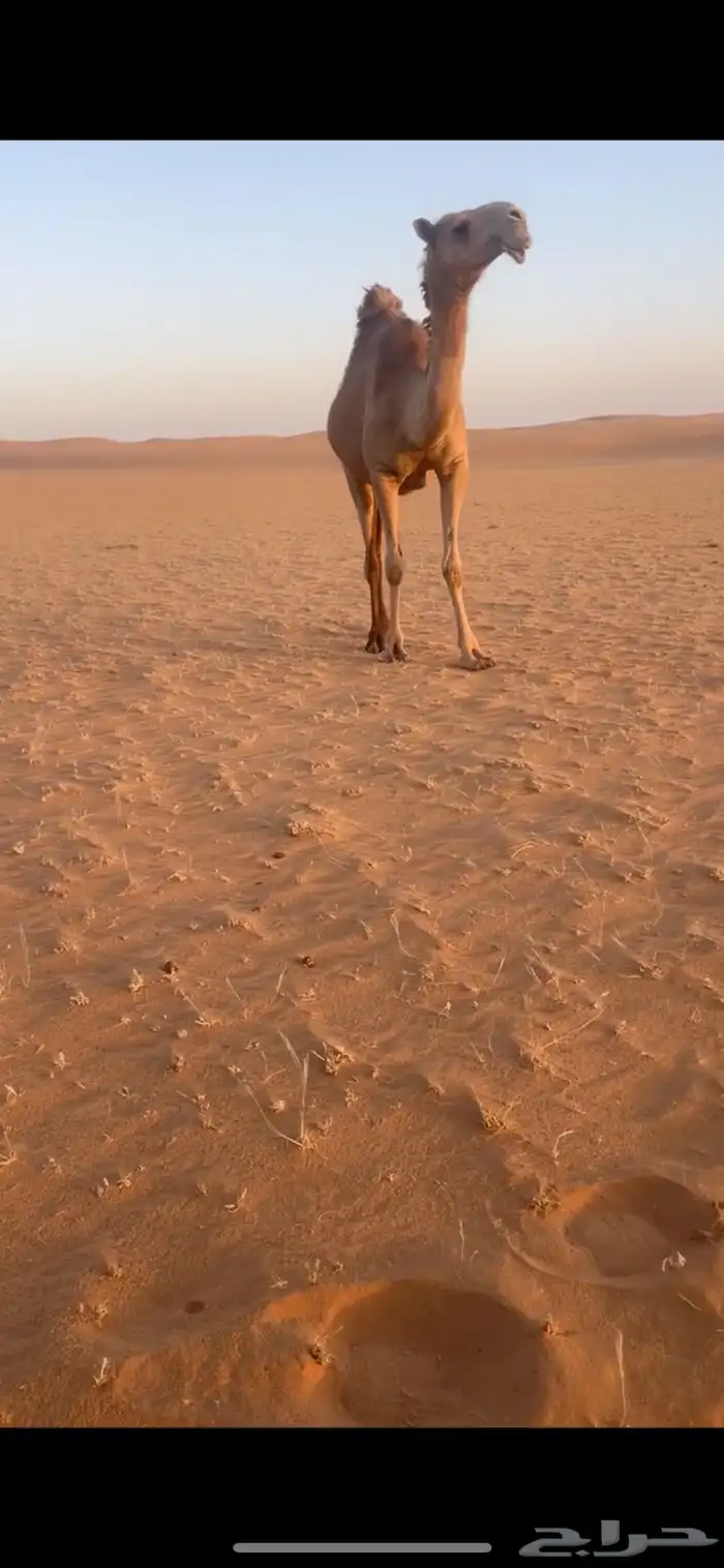 بكره جذعه شعلا كفو 1
