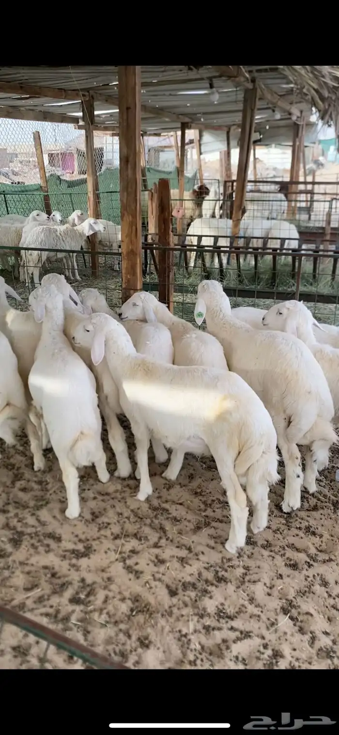 طليان ورخال حريات وسط وهرفي ثلاجه ومفطح 1