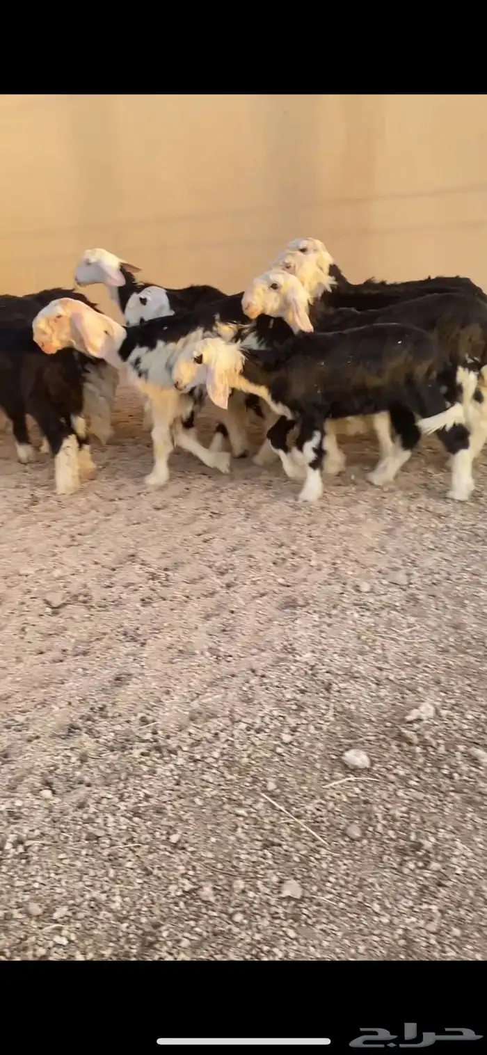 الرخال نجد صنف تم  البيع 1