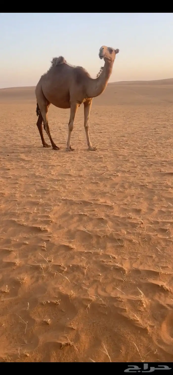 بكره جذعه شعلا كفو 2