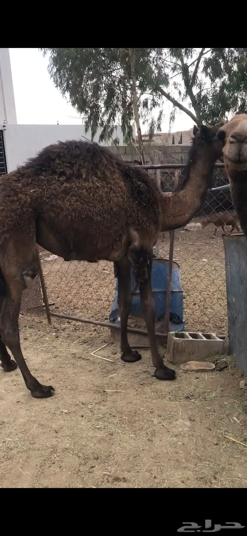 بكرة للبيع 1