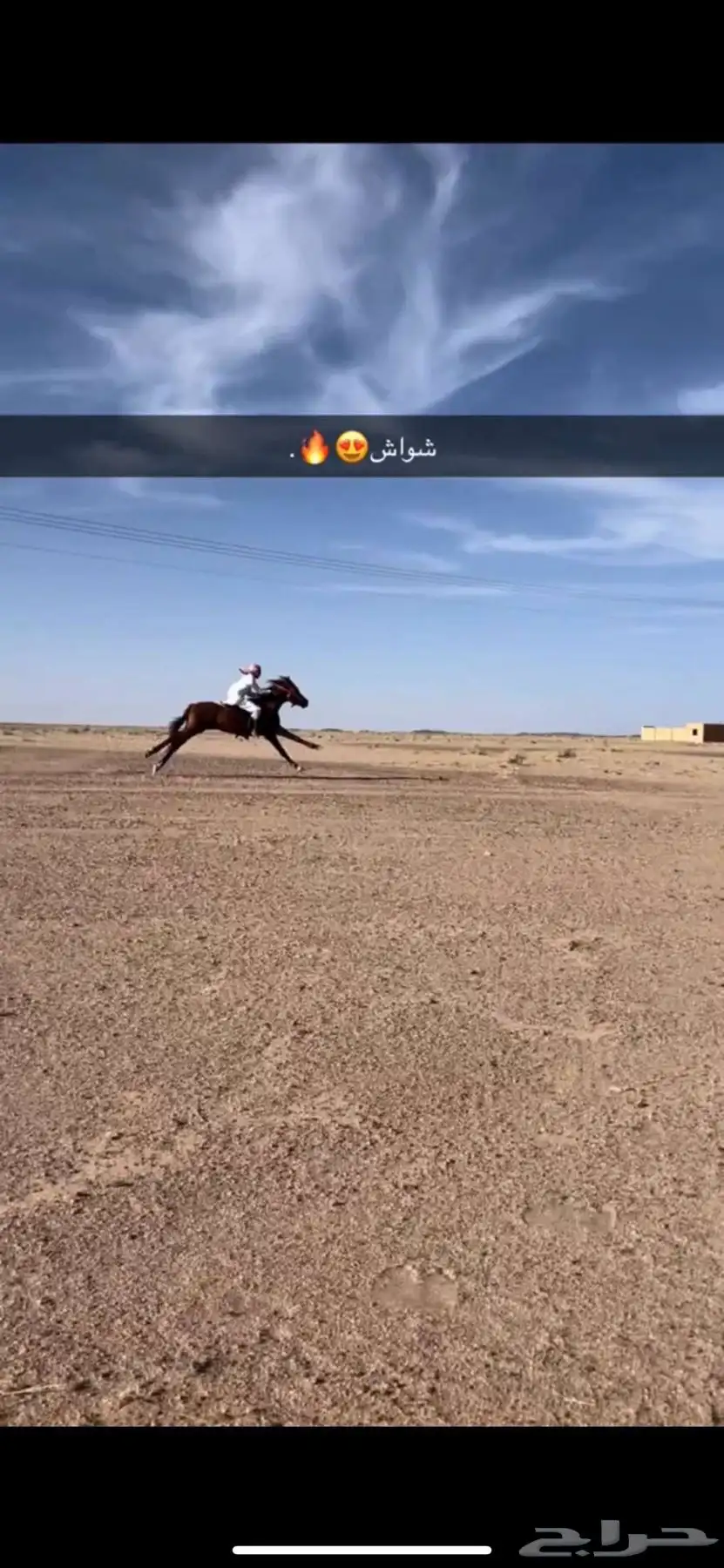 حصان شعبي كفو 0