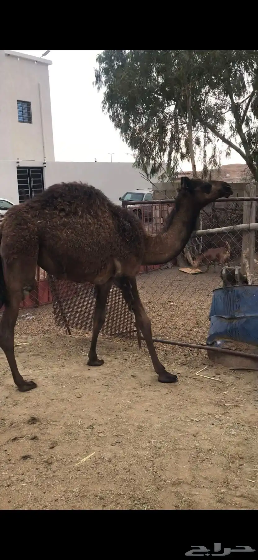بكرة للبيع 0