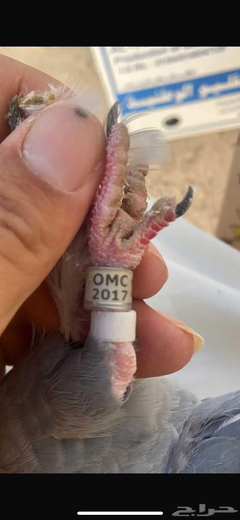 حمام زواجل 8