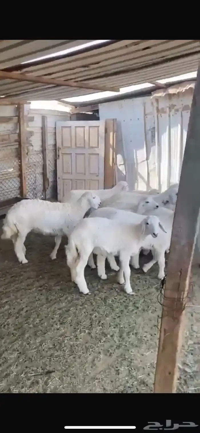 طليان ورخال حريات وسط وهرفي ثلاجه ومفطح 3