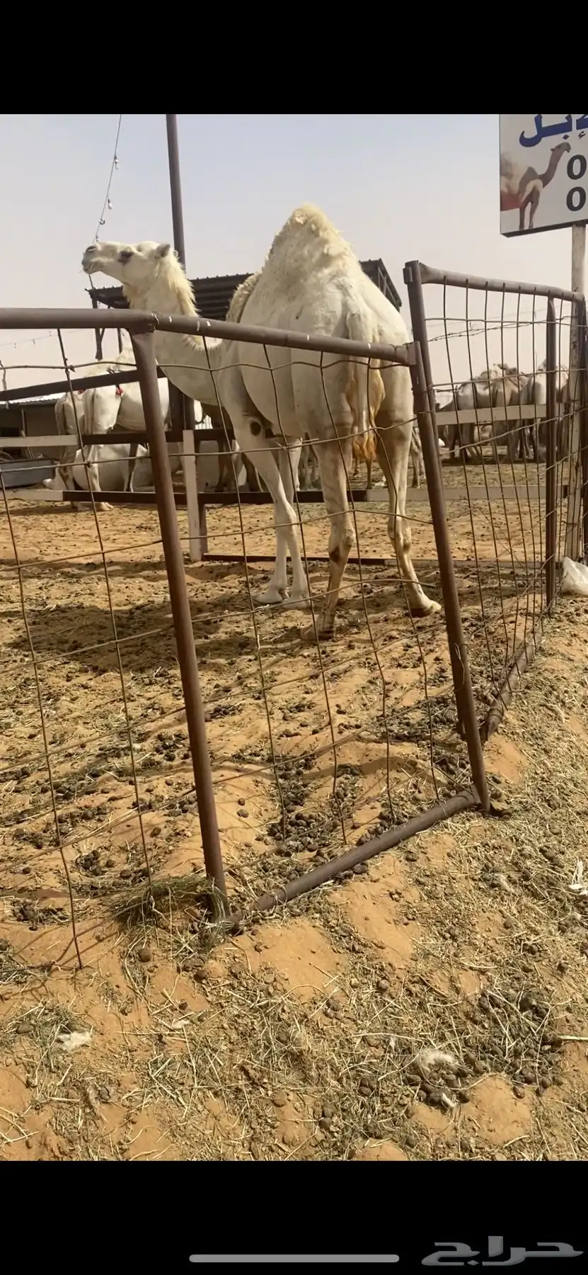 لقحه بكر وعلى فحل طيب 0