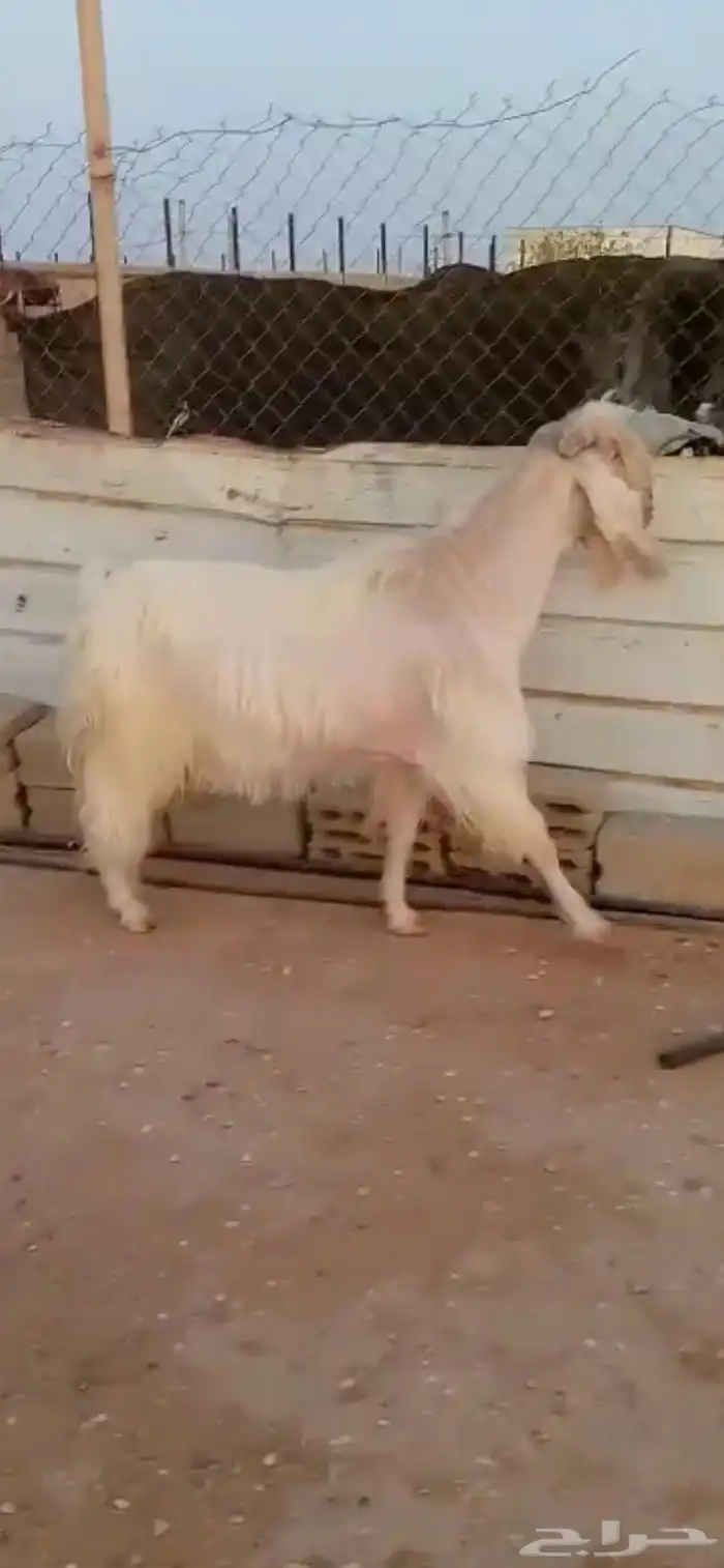 تيس فحل ابيض مشروط 0