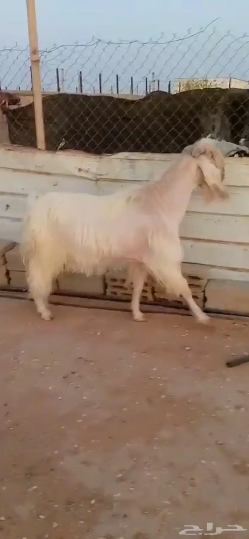 تيس فحل ابيض مشروط 0