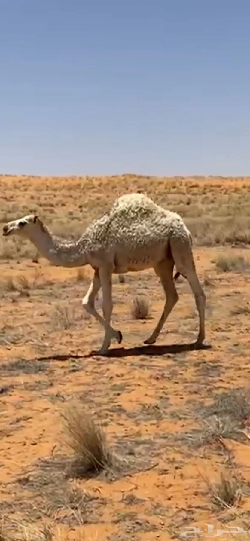 حاشي لباني 0