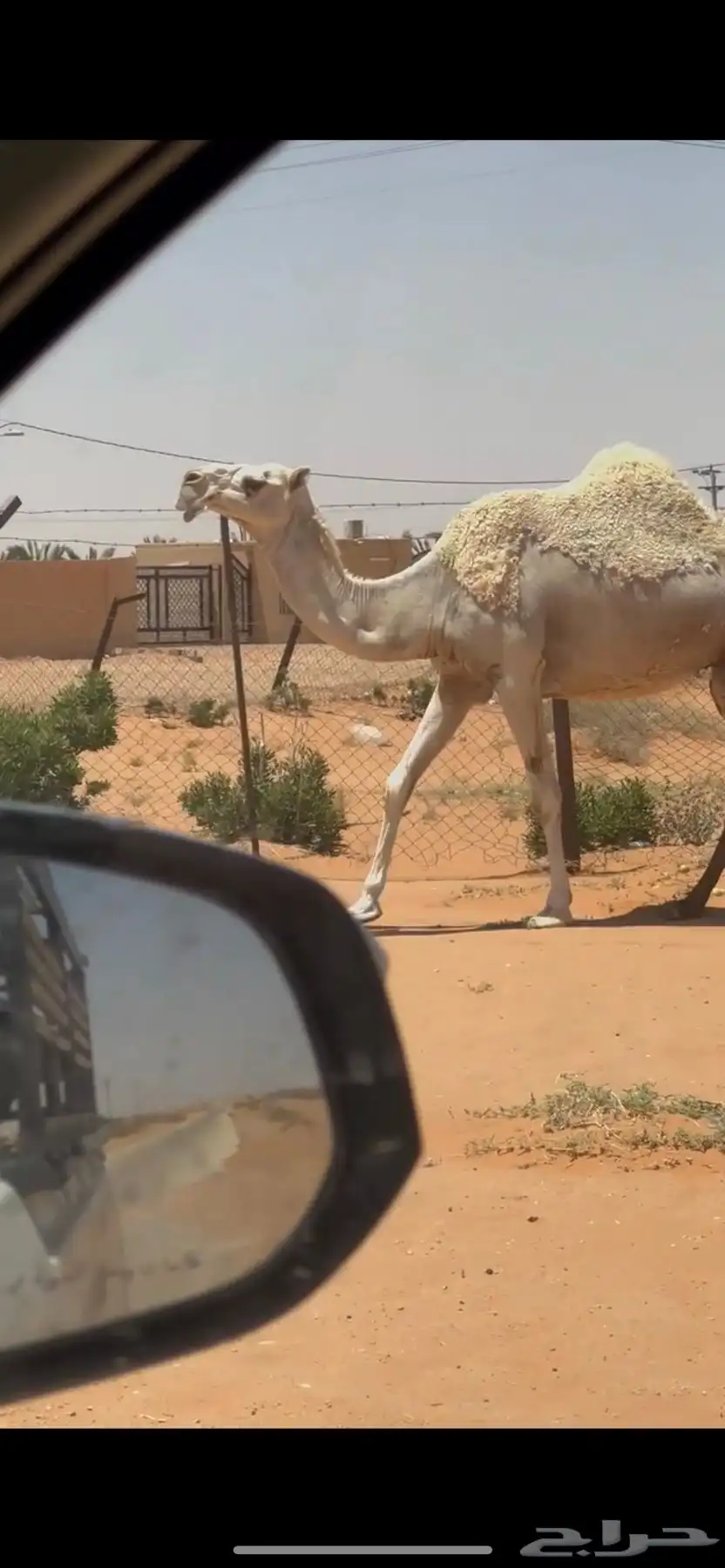 ناقه لقحه 0