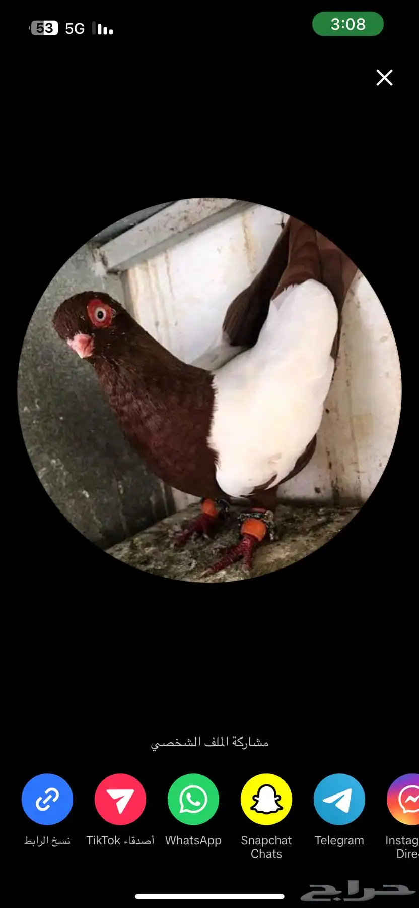 حمام شامي 0