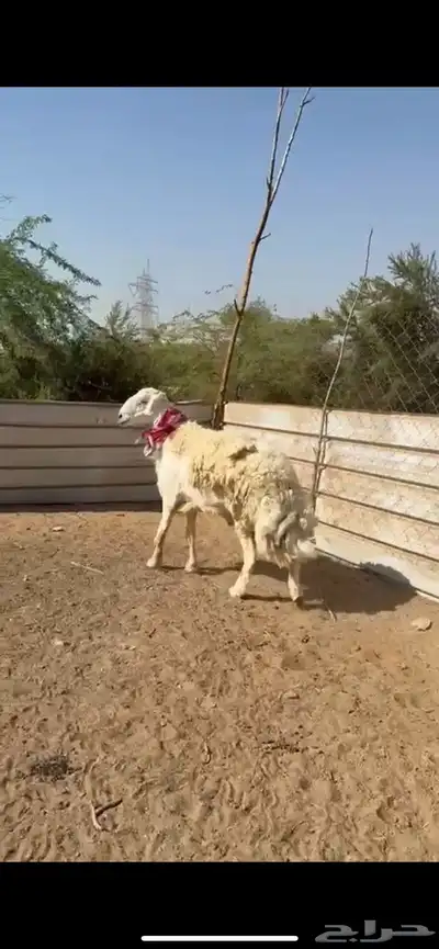 تم البيع 1