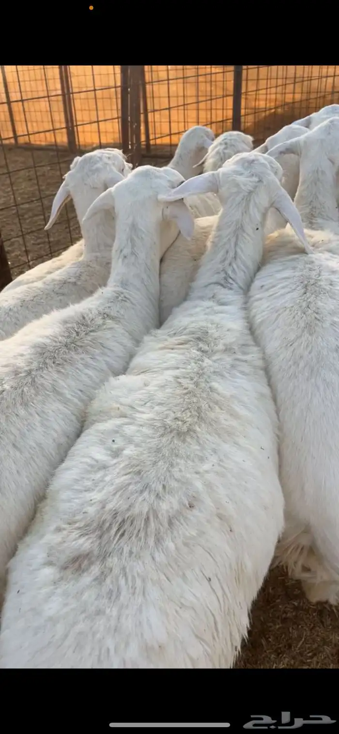 رخال بريه البيع جمله وتفريد 0