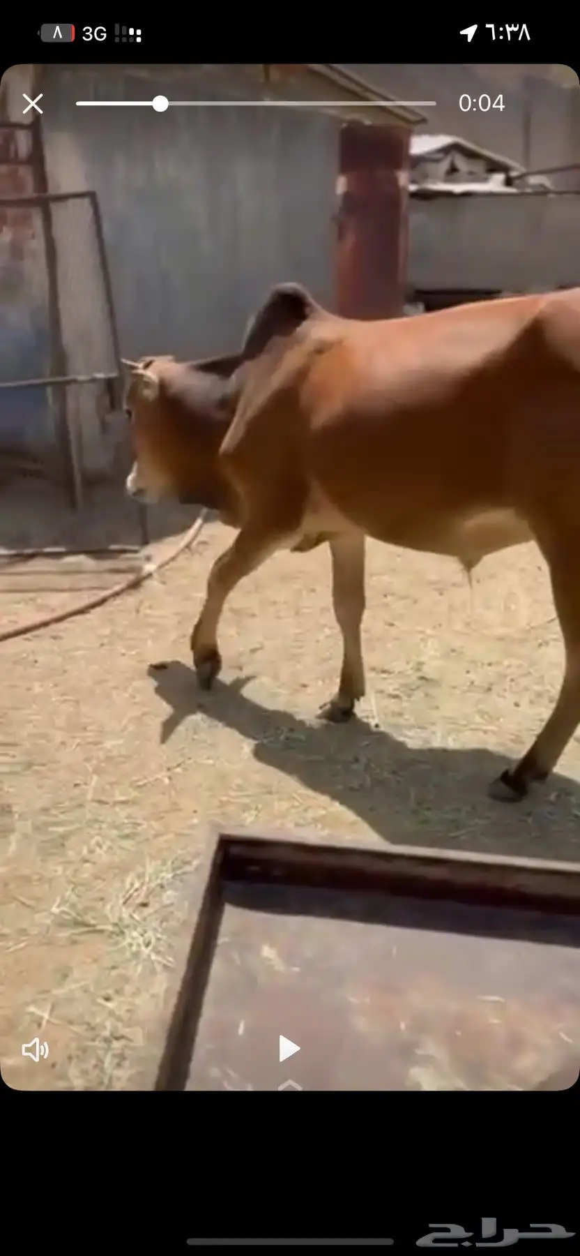 حسيل نظيف فل شحم سنتين عمره 2