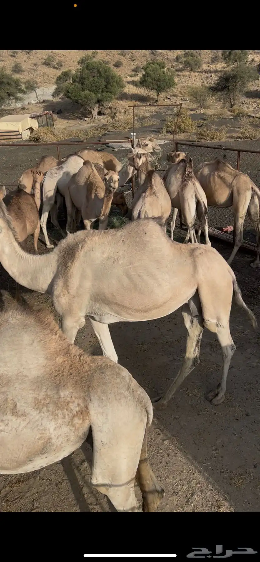 15 ناقه للبيع 0