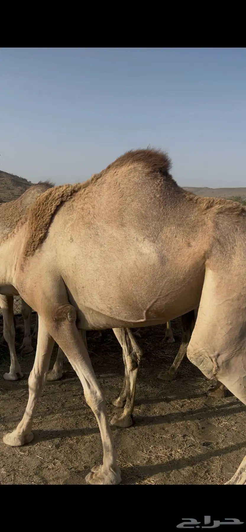 15 ناقه للبيع 1