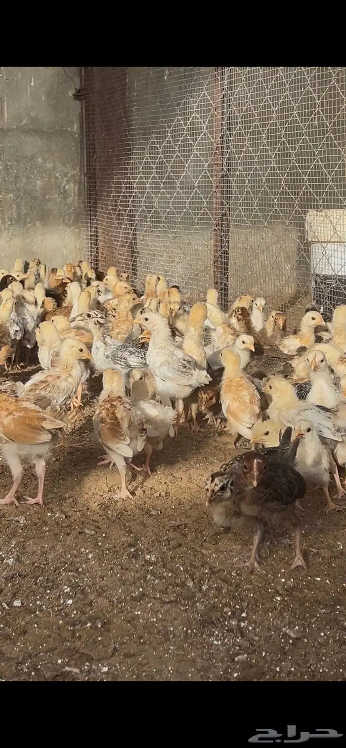 صوص دجاج بلدي عمر شهر 3
