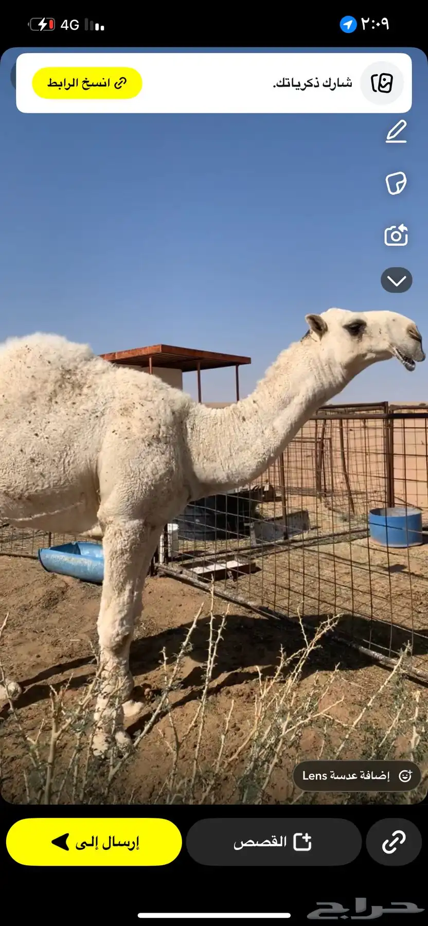 قعود أوضح للبيع القويعيه 1