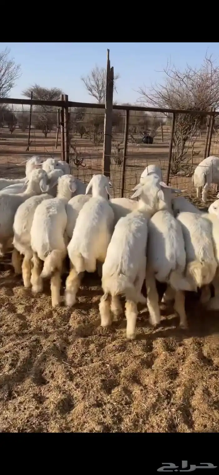 رخال العدد 18 العمر من5الى6شهور 0