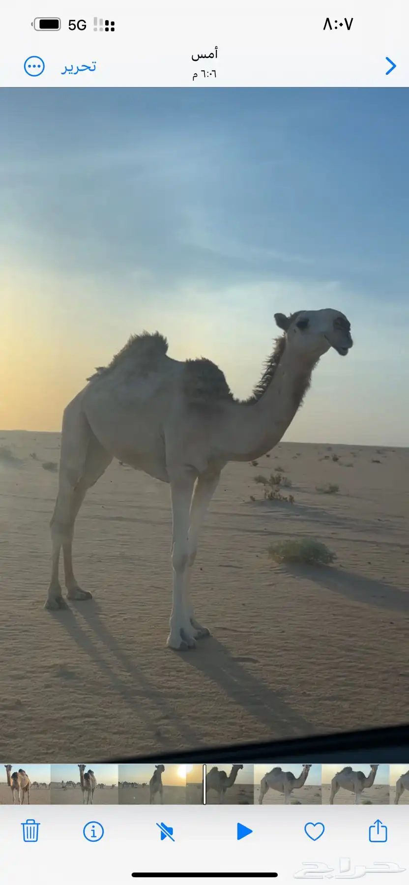 للبيع بكرة شقحا 3