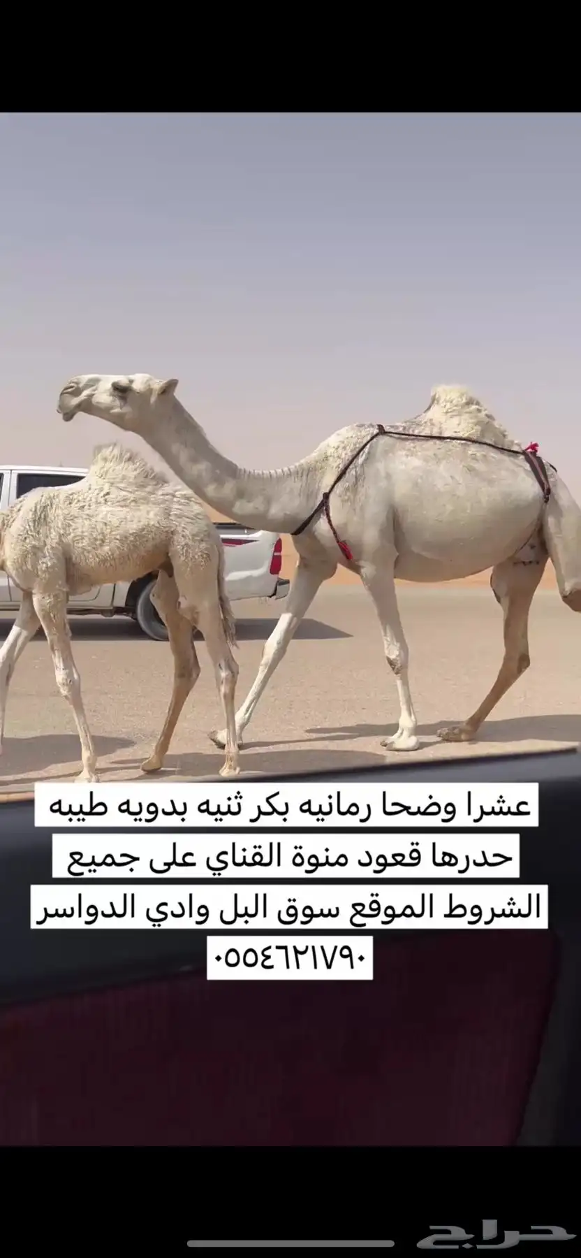 عشرا رمانيه ثنيه بكر حدرها قعود 0