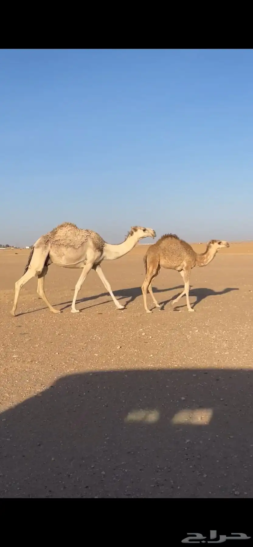 حاشي لباني 1