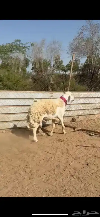 تم البيع 2