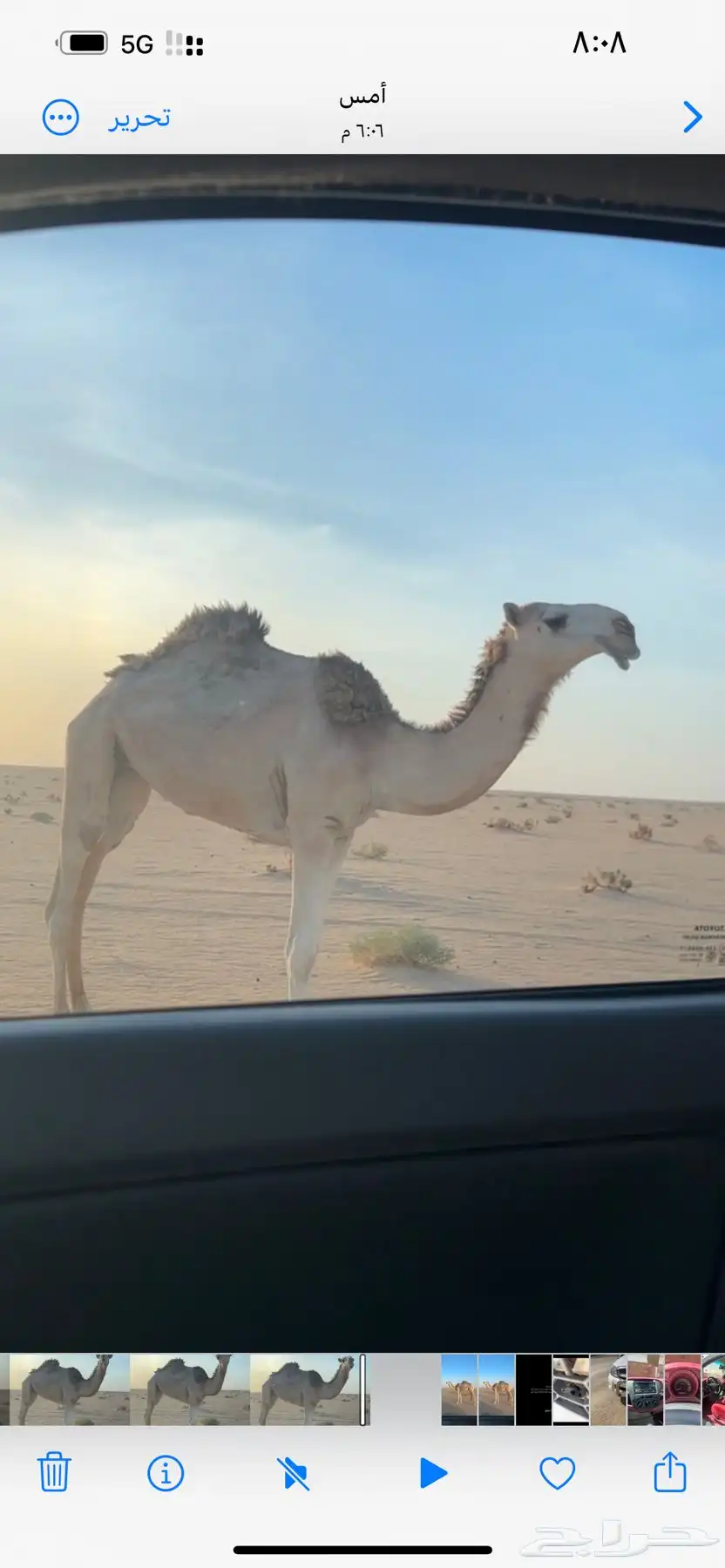 للبيع بكرة شقحا 2