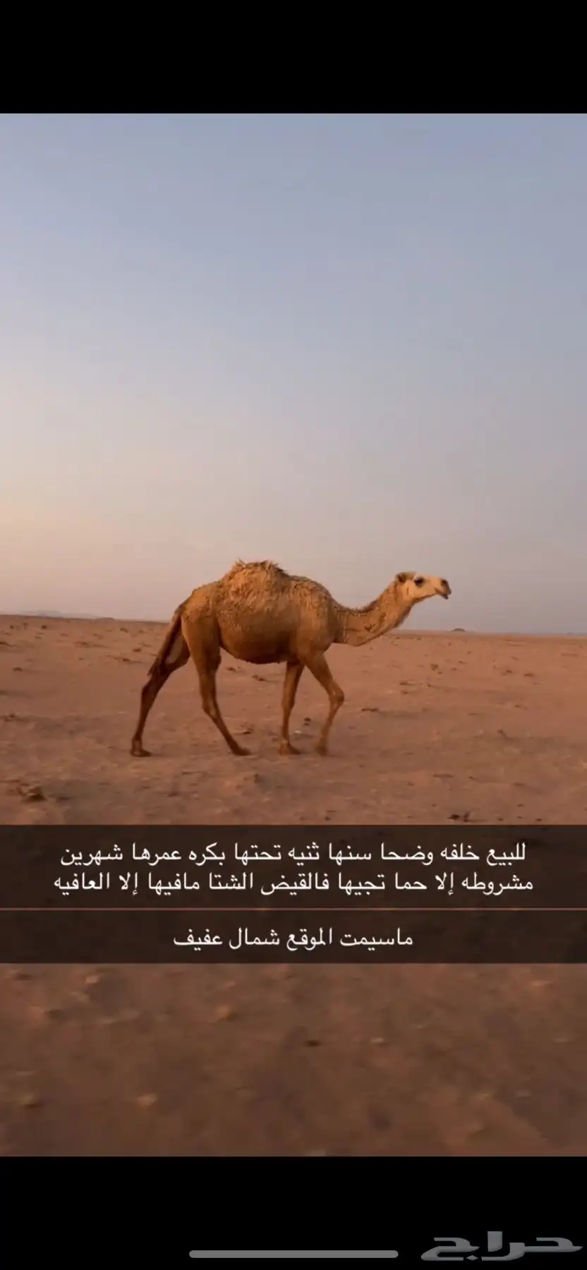 خلفه ثنيه تحتها حواره عمرها شهرين 0
