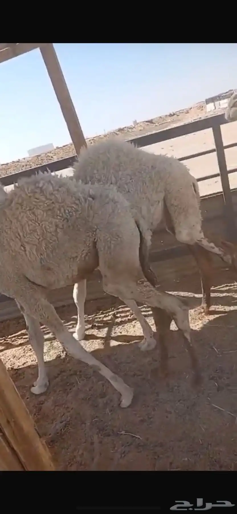 الرياض 1