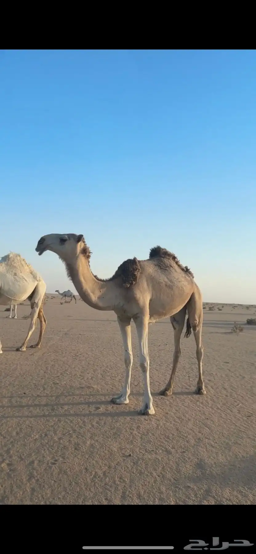 للبيع بكرة شقحا 0