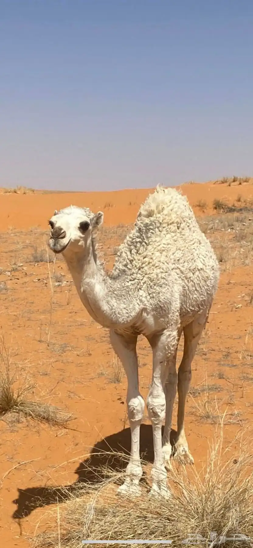 حاشي لباني 1