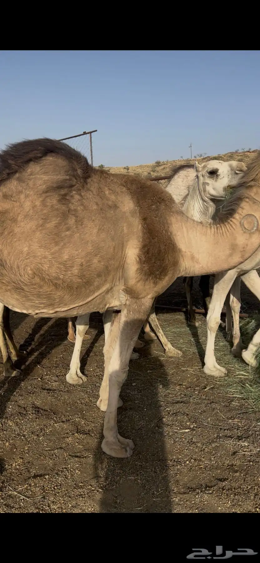 15 ناقه للبيع 2