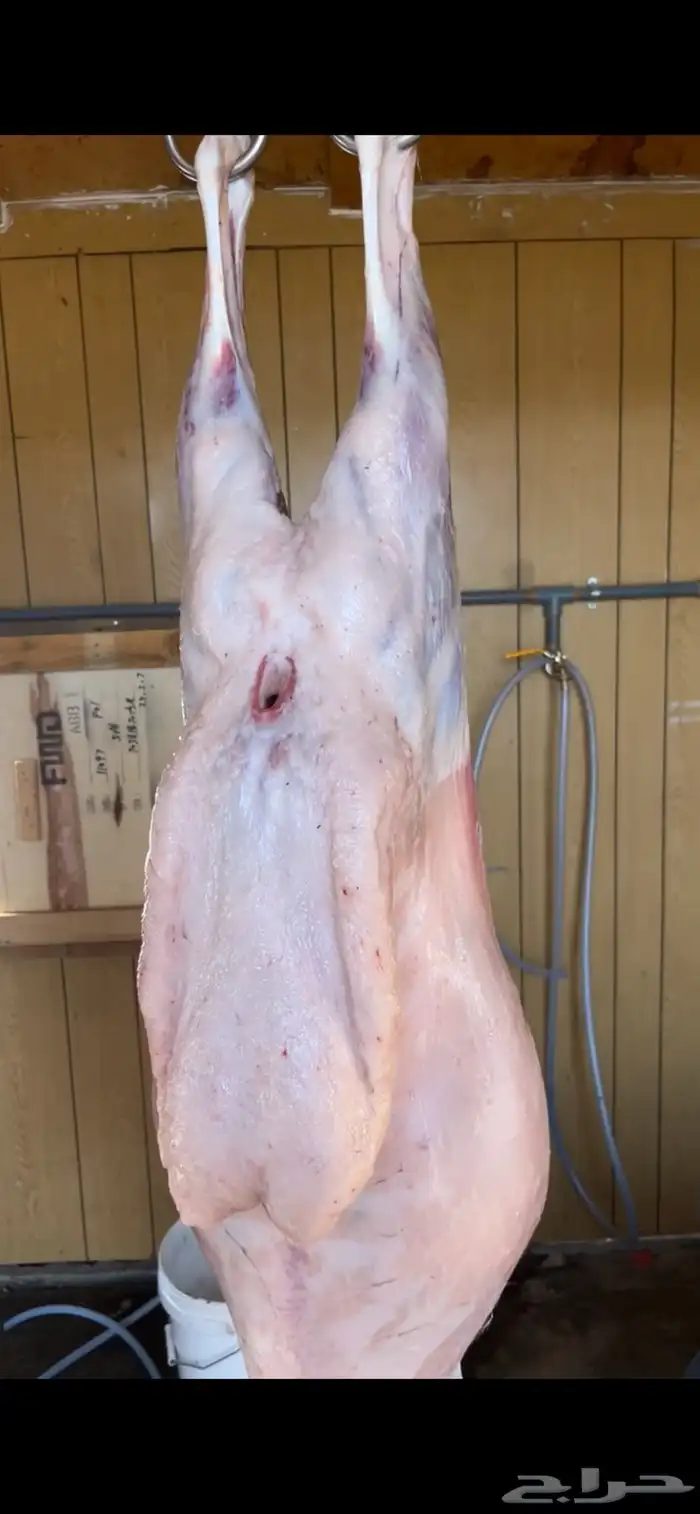 ذبائح حري وتيوس جنوبيه لباب بيتك 3